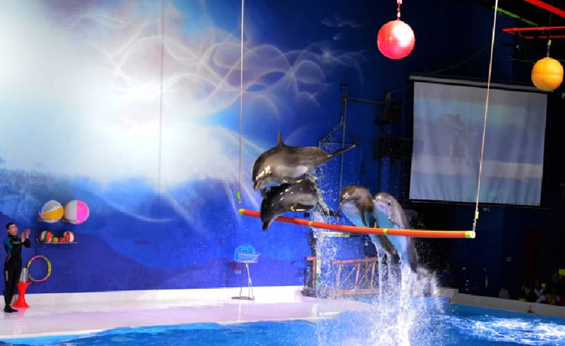 Dubai Dolphinarium